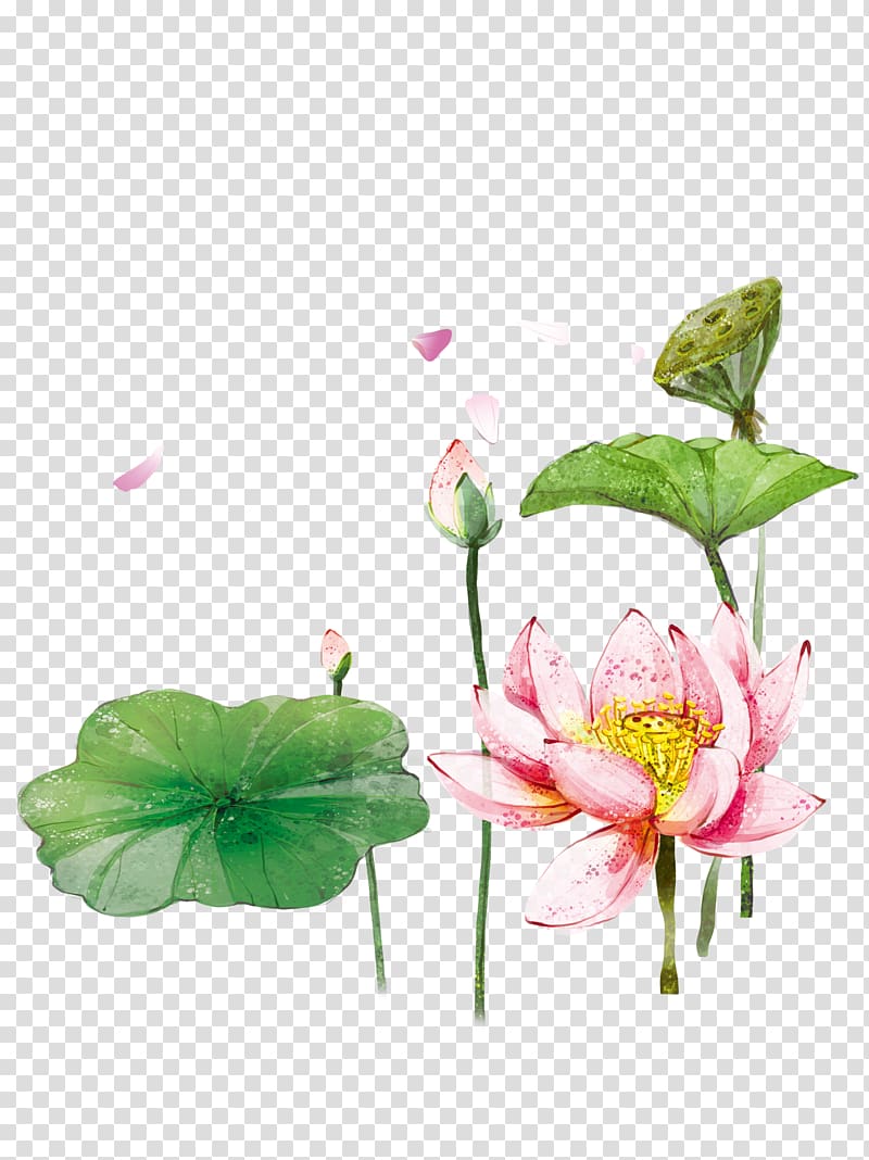 pink lotus flower art, Nelumbo nucifera , Lotus Lotus transparent background PNG clipart