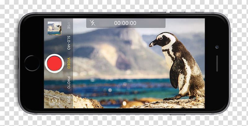 Boulders Beach Cape of Good Hope Simon\'s Town African penguin, teach transparent background PNG clipart