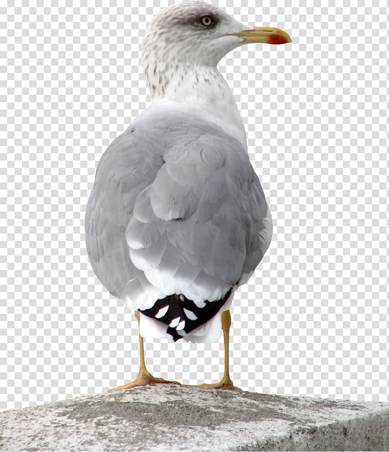 European Herring Gull Bird Great black-backed gull Common gull, gull transparent background PNG clipart