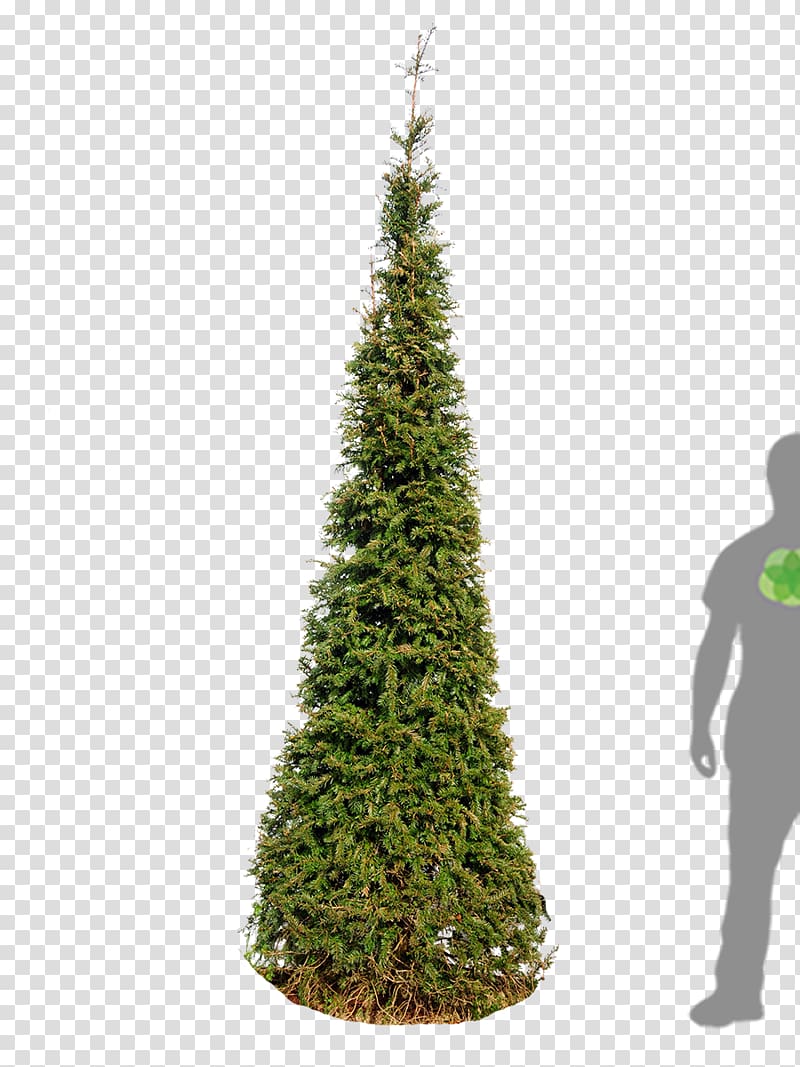 English Yew Spruce Pine Christmas tree, taxus transparent background PNG clipart