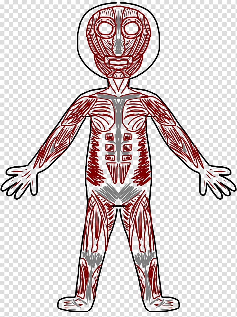 Muscular system Muscle Human skeleton Human body , Muscle transparent background PNG clipart