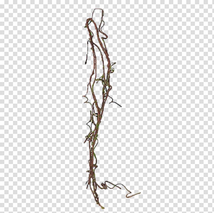 brown string illustration, Vine Plant Tree Common ivy, climbing plants transparent background PNG clipart