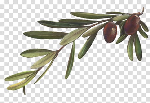 Olive branch Plant Mirror Olive oil Leaf, plant transparent background PNG clipart