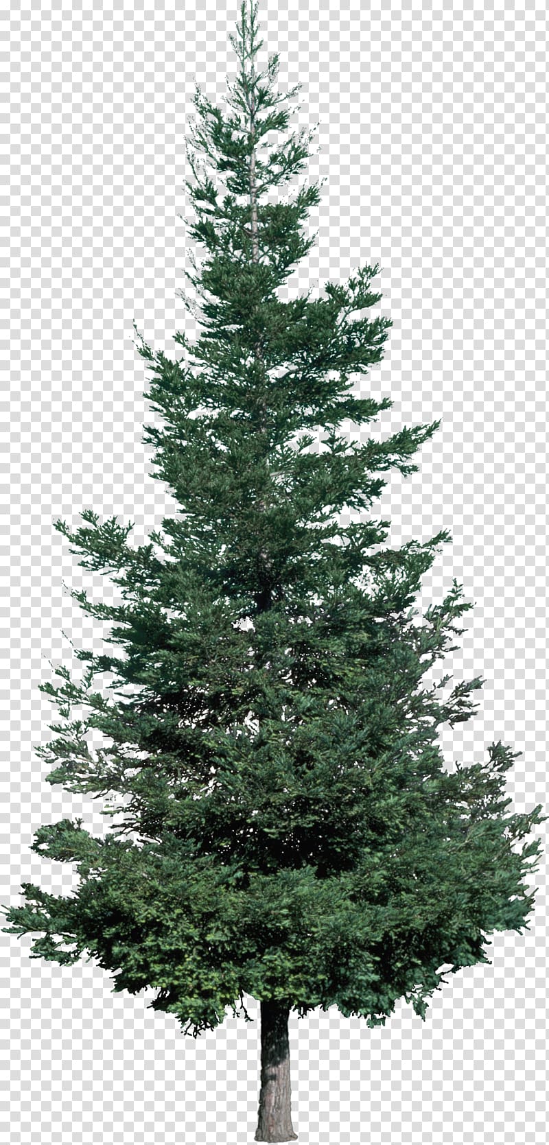 Christmas tree Fir Pine, pine tree transparent background PNG clipart