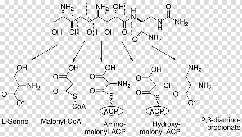 Zwittermicin A Biosynthesis Polyketide Bacillus cereus Synthase, others transparent background PNG clipart