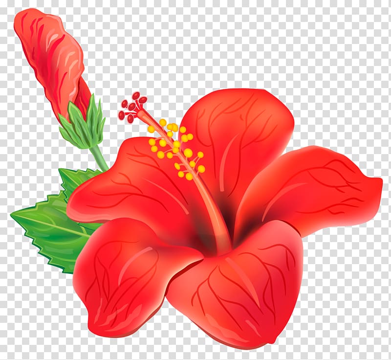 Flower , Red Exotic Flower , red hibiscus flower illustration transparent background PNG clipart