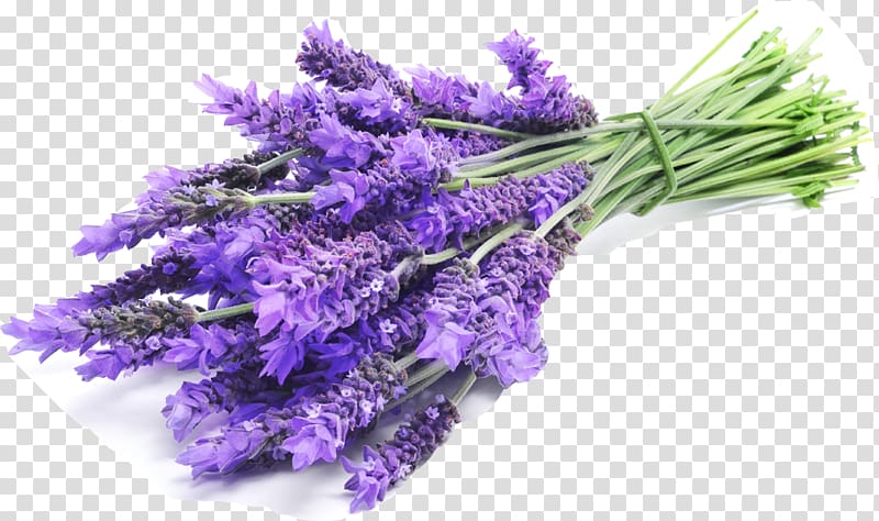 lavender flower bouquet, English lavender Lavender oil Lavandula latifolia French lavender, oil transparent background PNG clipart