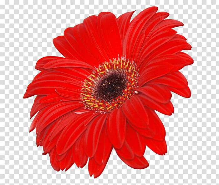red Gerbera daisy flower art, Transvaal daisy .xchng Common daisy , Flower transparent background PNG clipart