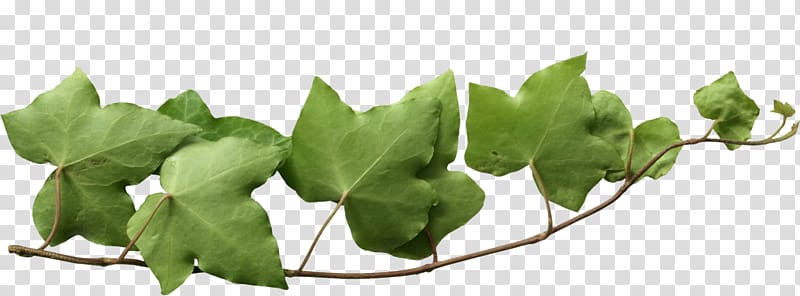 Common ivy Vine Bindweeds , 树叶 transparent background PNG clipart