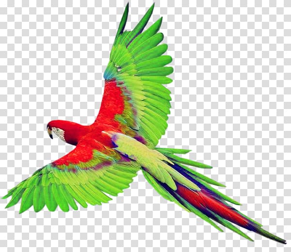 red and green parrot, Bird True parrot , Parrot transparent background PNG clipart