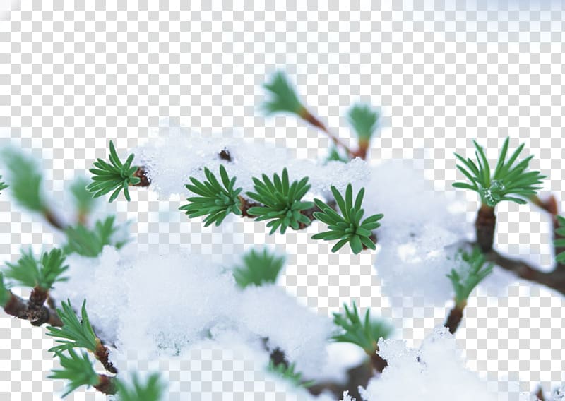 Winter Plant Tree Snow Frost, Snow tree branches transparent background PNG clipart