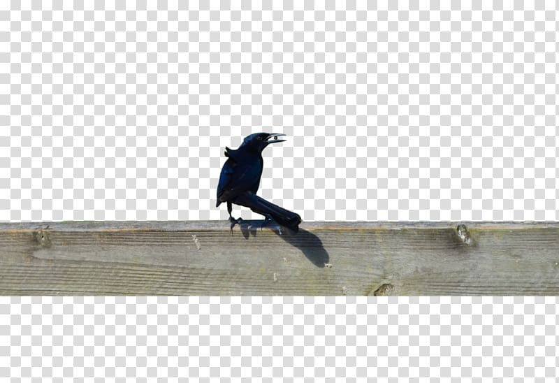 Longboard Skateboarding Freeboard Angle, Black crow transparent background PNG clipart