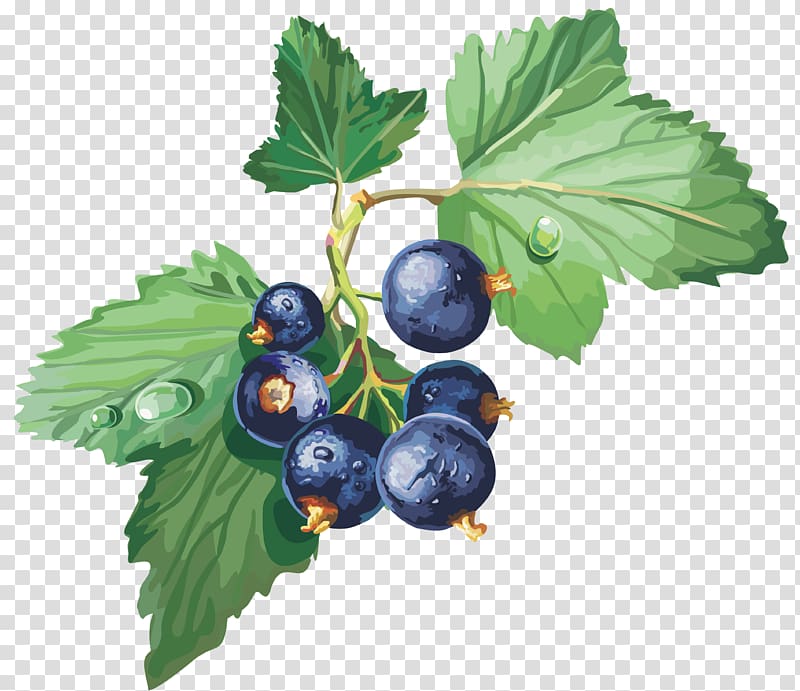 Blackcurrant Gooseberry Redcurrant Jostaberry , blueberries transparent background PNG clipart