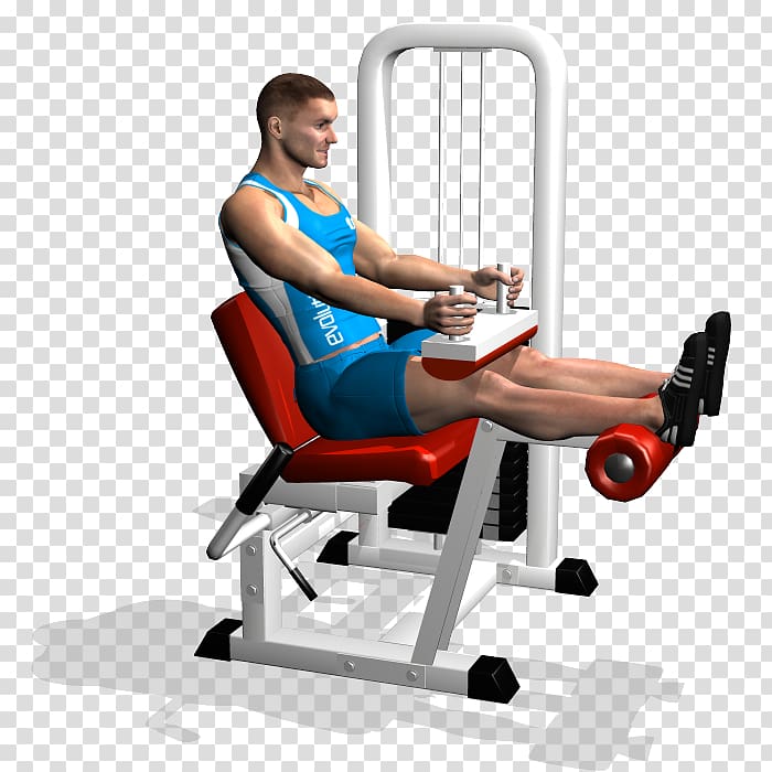 Leg curl Leg extension Hamstring Biceps femoris muscle Biceps curl, others transparent background PNG clipart