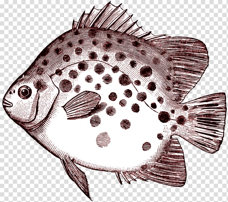 Scatophagus argus Fish , vintage transparent background PNG clipart