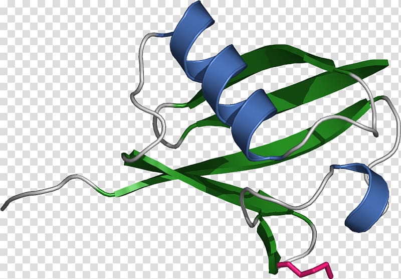 Ubiquitination Protein Histone Proteasome, E Coli Cartoon transparent background PNG clipart