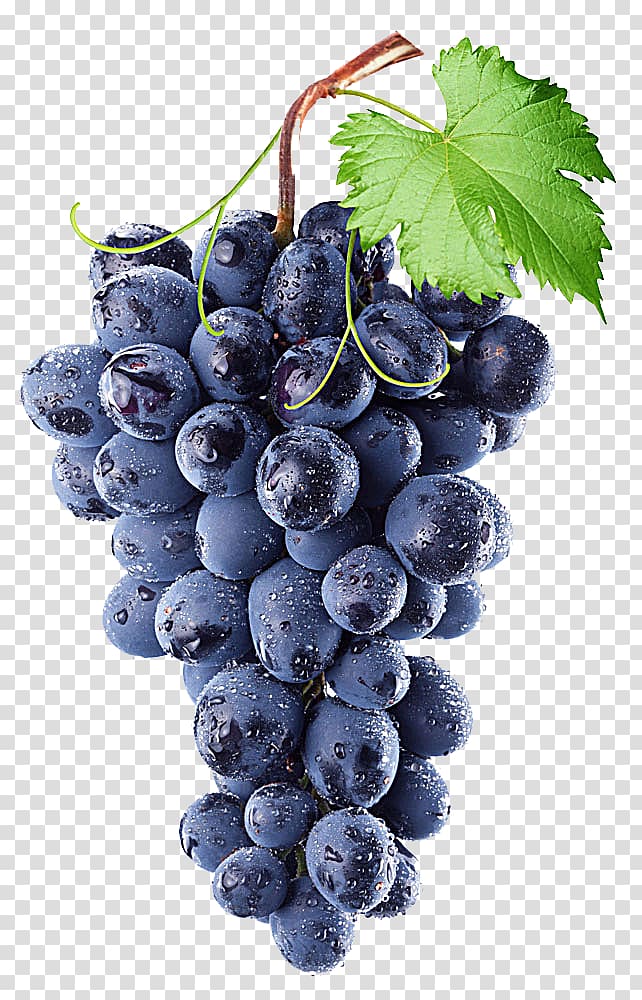 Common Grape Vine Wine Isabella Concord grape, Purple grape, grapes on tree branch transparent background PNG clipart