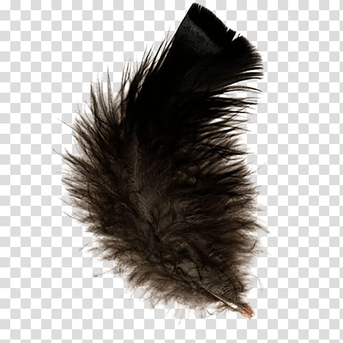 Feather , A brown feather transparent background PNG clipart