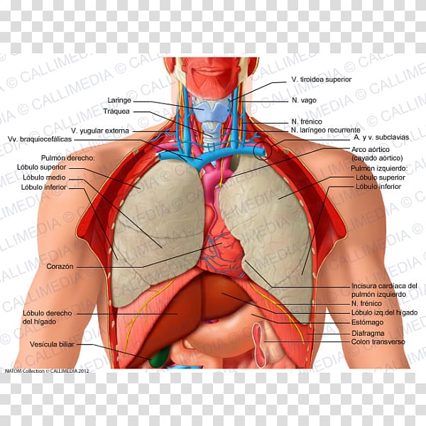 Thorax Organ Human body Human anatomy, heart transparent background PNG clipart