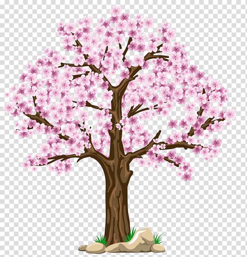 Tree Cherry blossom , fir-tree transparent background PNG clipart