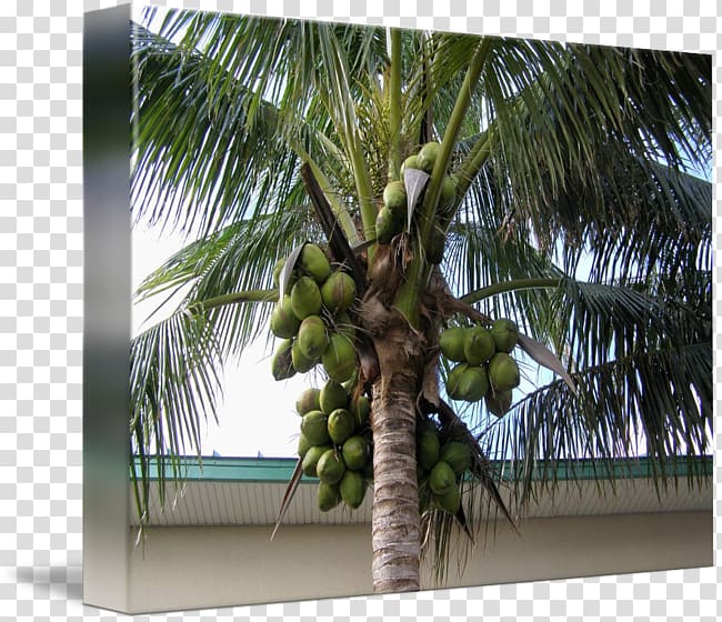 Arecaceae Asian palmyra palm Attalea speciosa Coconut Tree, green coconut transparent background PNG clipart