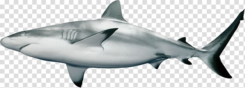 Caribbean reef shark Carcharhinus amblyrhynchos , shark transparent background PNG clipart