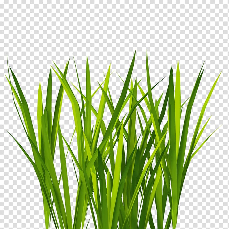 grass illustration, Texture mapping Lawn 3D computer graphics , grass transparent background PNG clipart