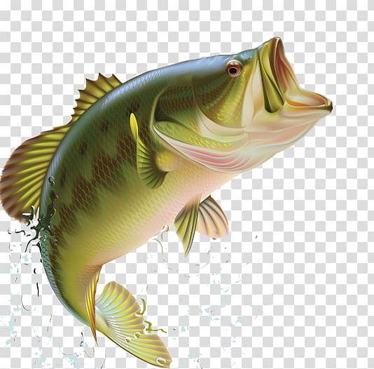 Largemouth bass Bass fishing Sunfishes, Blues Flyer transparent