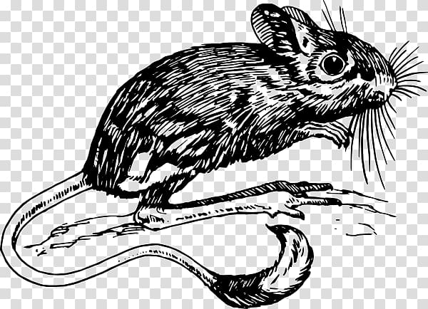 Gerbil Jerboa Mouse Drawing , mouse transparent background PNG clipart