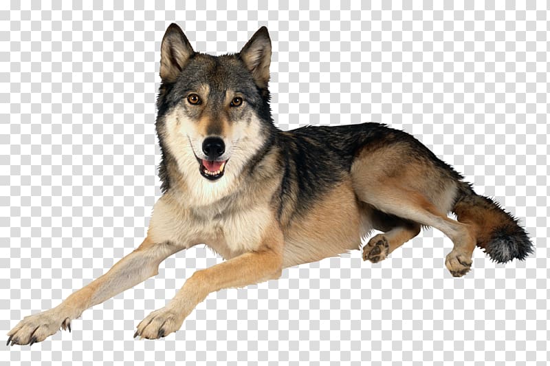 wolf transparent background PNG clipart