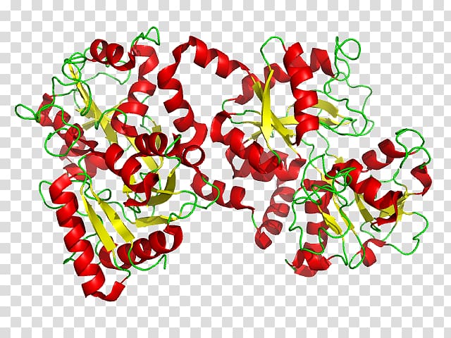 Lactoferrin Glycoprotein Transferrin Cell, Transferrin transparent background PNG clipart
