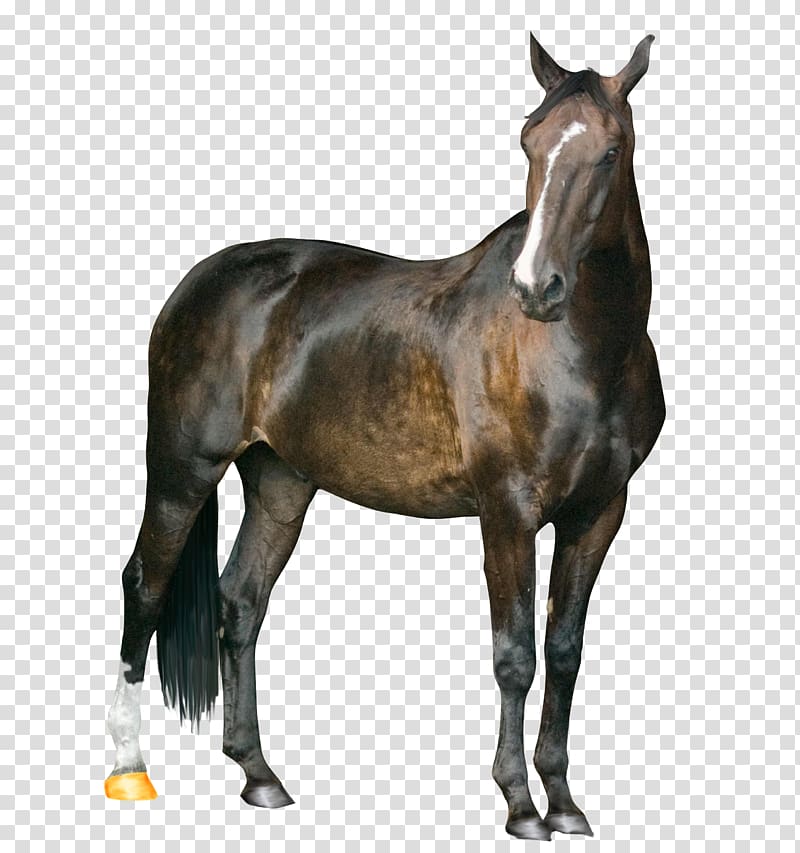 Mustang Arabian horse American Paint Horse Howrse, Horse transparent background PNG clipart