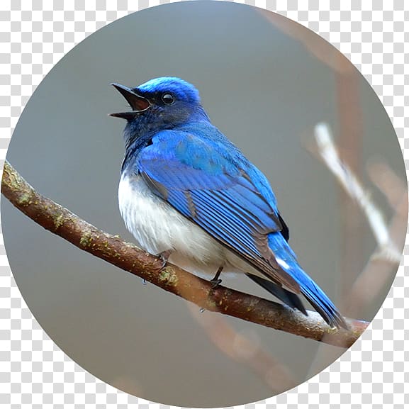 Birdwatching Blue jay 野鳥 Blue-and-white flycatcher, Thiago Alcantara transparent background PNG clipart