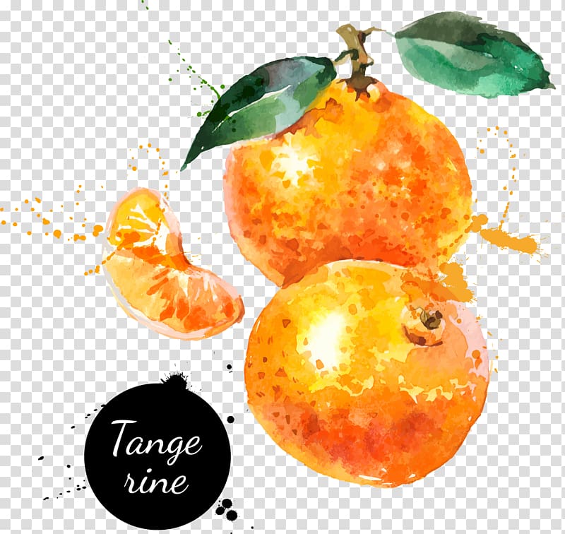 orange fruits illustration, Watercolor painting Drawing Tangerine, Hand-painted watercolor oranges transparent background PNG clipart