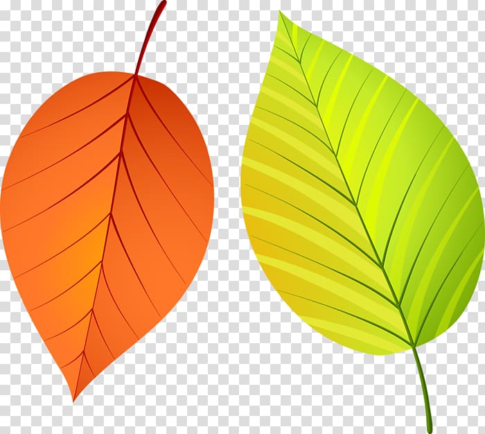 Leaf Autumn Leaves, Leaf transparent background PNG clipart