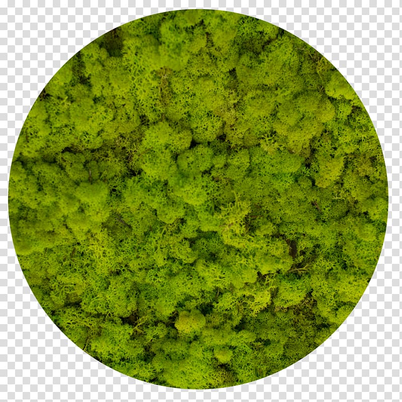 Reindeer lichen Moss Стабилизированный мох Yagel, green moss transparent background PNG clipart