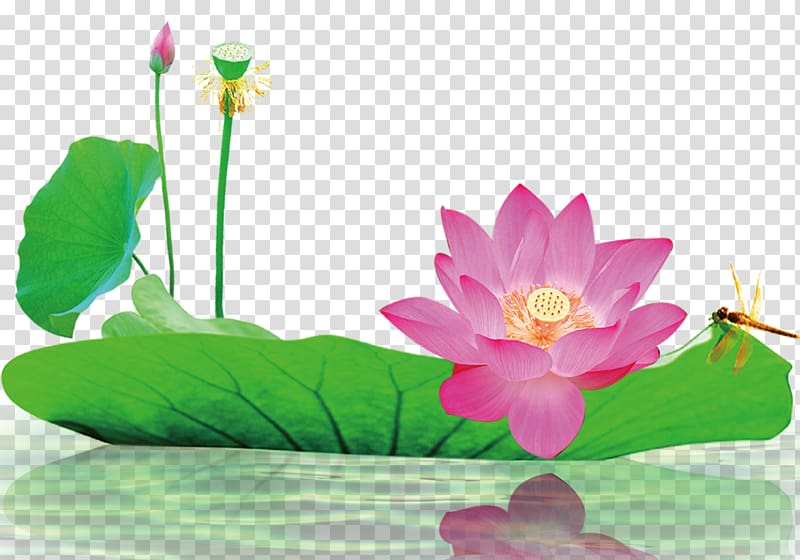 Information Computer file, Lotus material transparent background PNG clipart