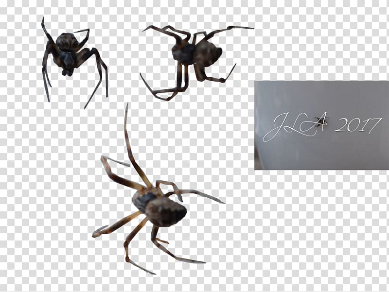 Widow spiders Insect K2 STX G.1800E.J.M.V.U.NR YN, spider transparent background PNG clipart
