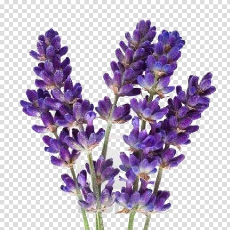 Lavender oil Flower Herbal distillate , flower transparent background PNG clipart