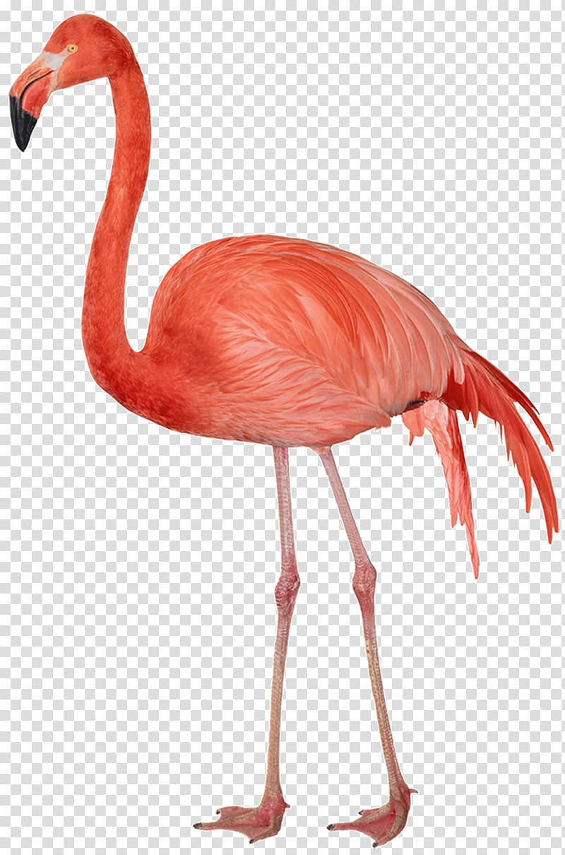 pink flamingo, Flamingo Sideview transparent background PNG clipart