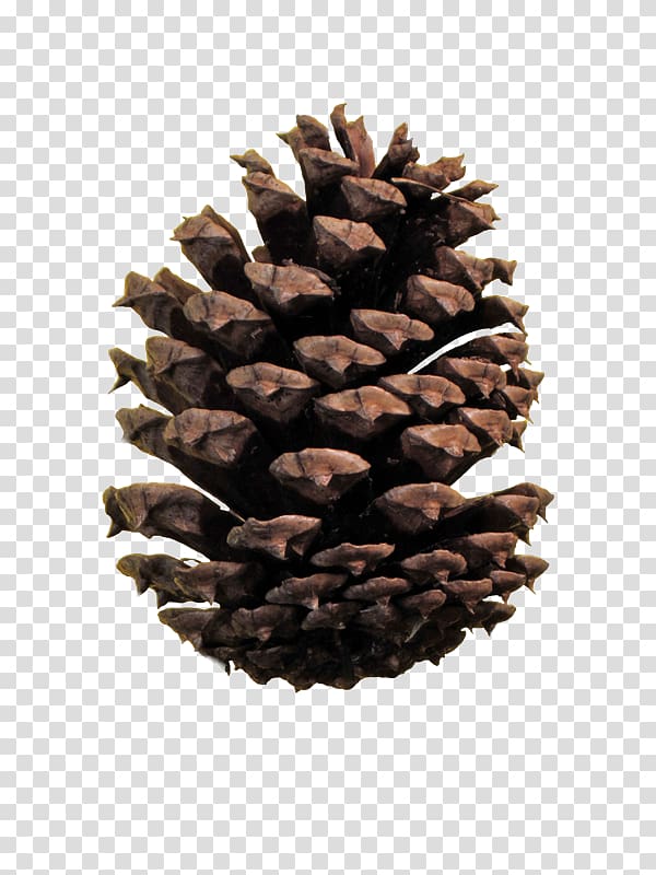 Conifer cone Portable Network Graphics file formats Stone pine, others transparent background PNG clipart