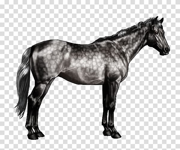 American Paint Horse Arabian horse Stallion Horse markings Roan, Arabian Horse transparent background PNG clipart