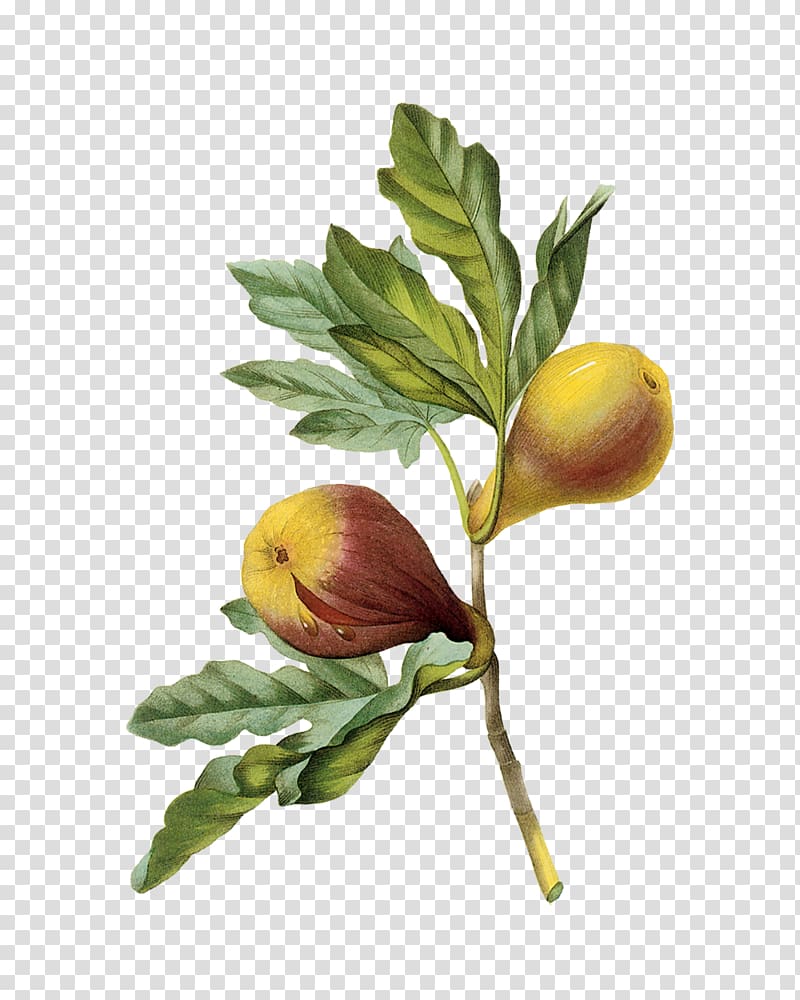Figs: A Global History Fig Culture. Edible Figs: Their Culture and Curing Mission fig Fruit Choix des plus belles fleurs, creative fig. transparent background PNG clipart