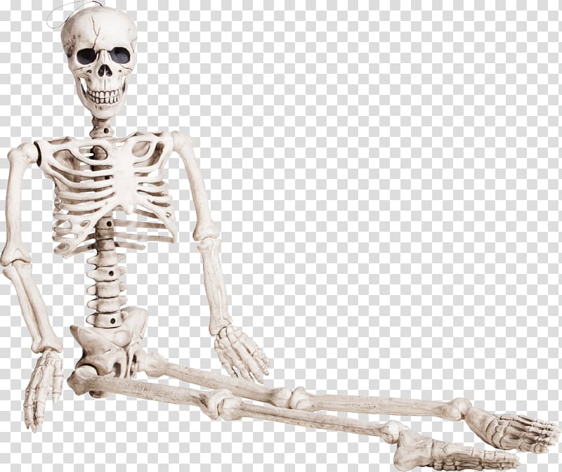 Human skeleton Bone Homo sapiens, Seated skeleton transparent background PNG clipart