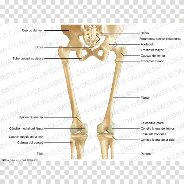 Finger Bone Human leg Hip Knee, artrosis de rodilla transparent background PNG clipart