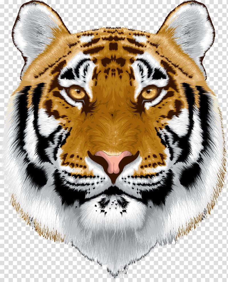 Bengal cat Sumatran tiger White tiger Animal, tiger transparent background PNG clipart