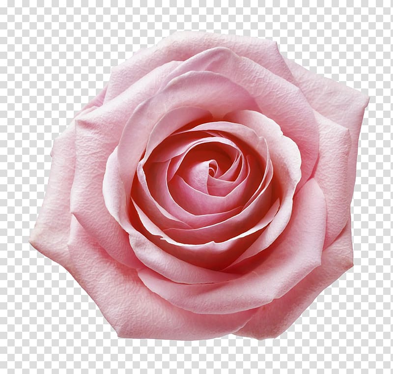 pink rose flower, Garden roses Still Life: Pink Roses Centifolia roses Beach rose Floribunda, Pink rose closeup transparent background PNG clipart