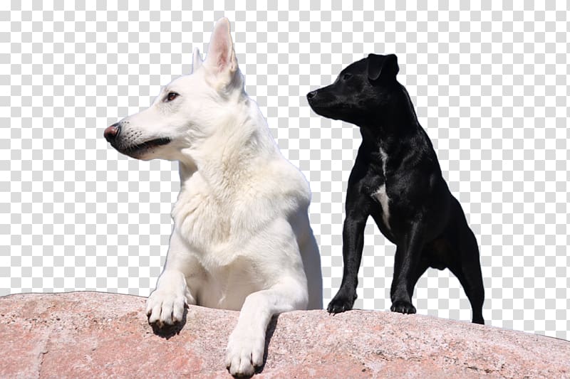Dog breed Canaan Dog White Shepherd German Shepherd Rare breed (dog), others transparent background PNG clipart