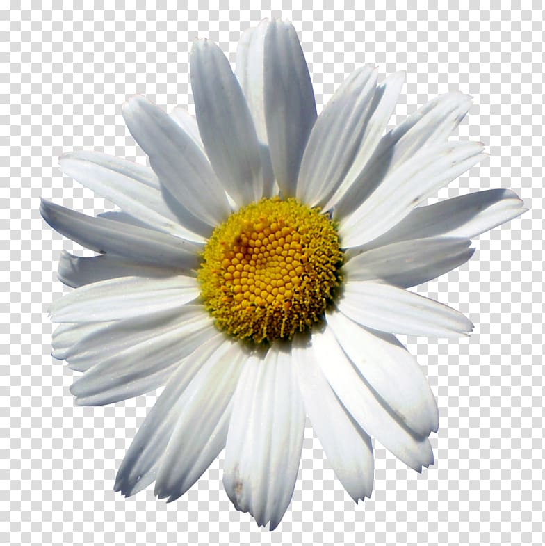 Desktop German chamomile , 25d transparent background PNG clipart