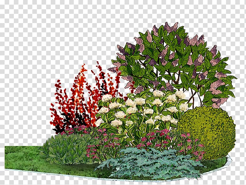 Flower garden Common lilac Bedding Conifers, others transparent background PNG clipart
